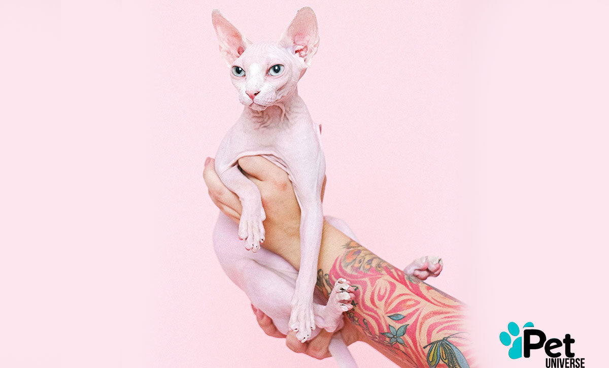 Decoding Sphynx Cats: Separating Fact from Fiction on Hypoallergenic Claims