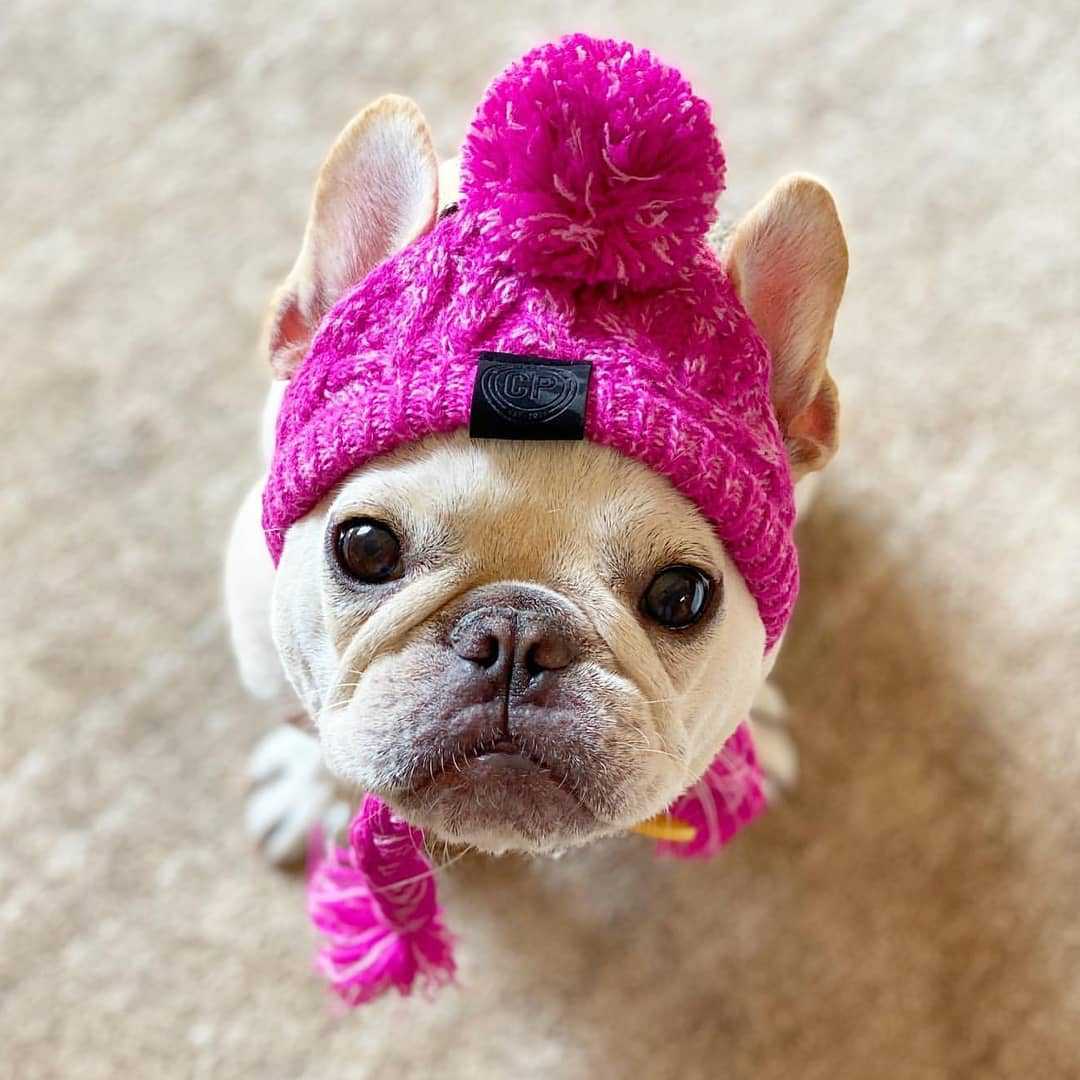 Pet Hat with Pom Pom for Cats and Dogs