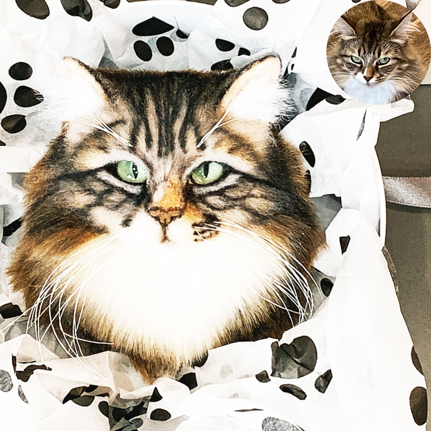 Custom Felt Maine Coon Cat Brooch from Photo