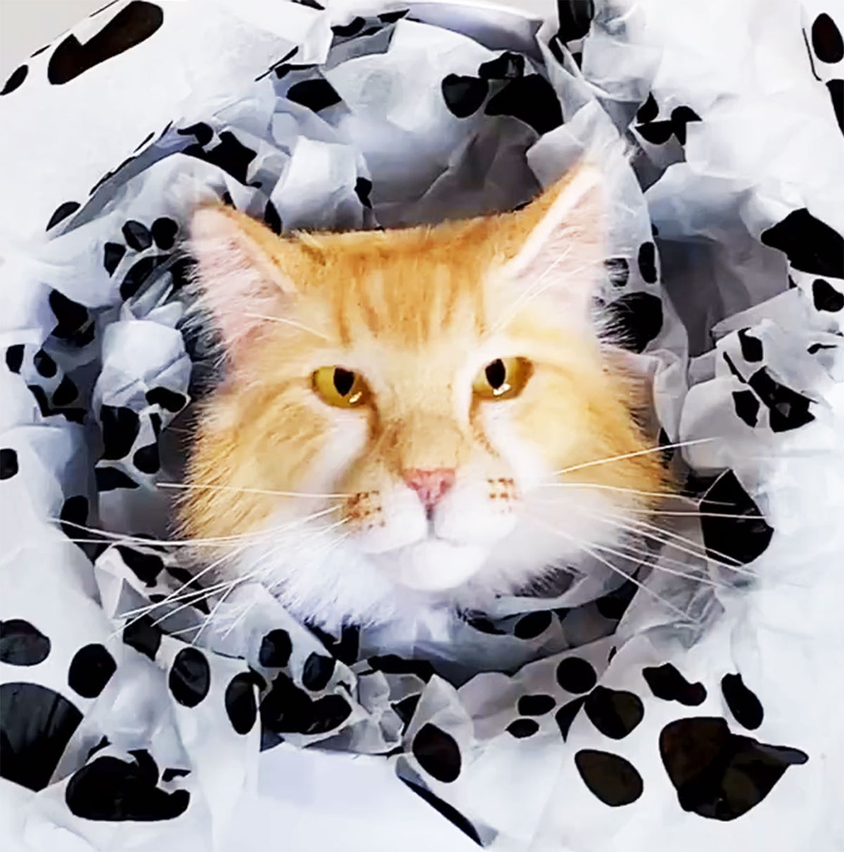 3D Felt Maine Coon Cat Brooch from Photo