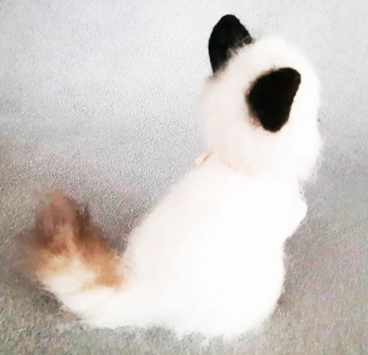 FELT Miniature Kitten Statue - Siamese
