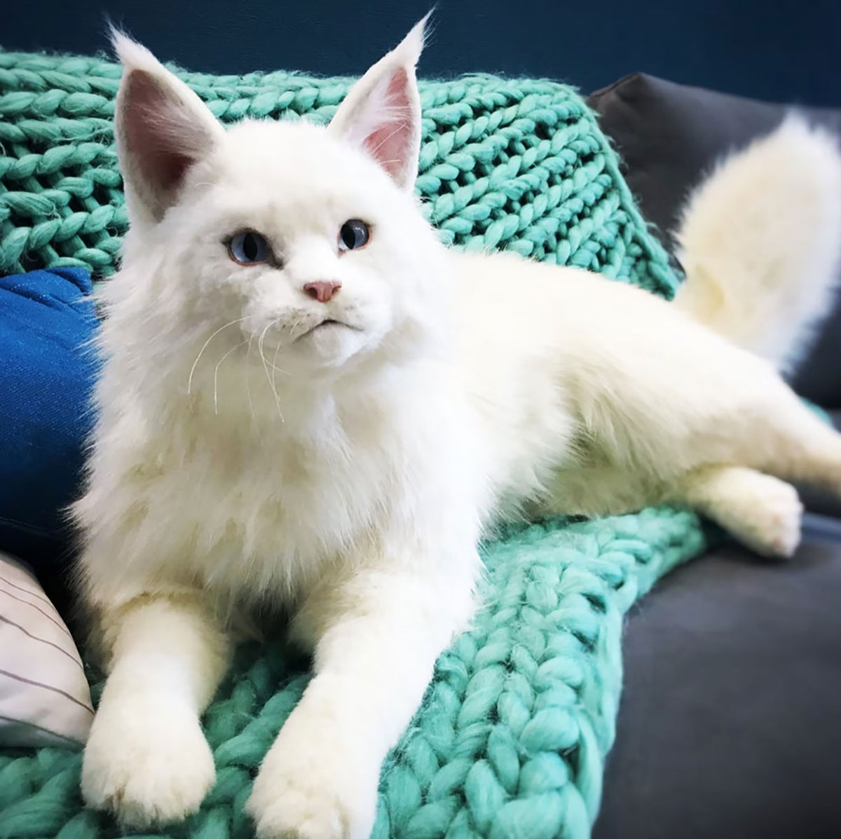 PLUSH Cat, Cat Stuffed Animal from Photos - Big Maine Coon Cat