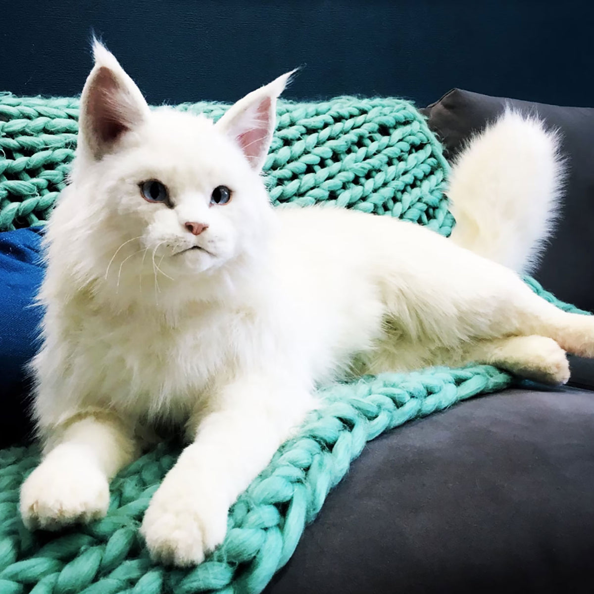 PLUSH Cat, Cat Stuffed Animal from Photos - Big Maine Coon Cat