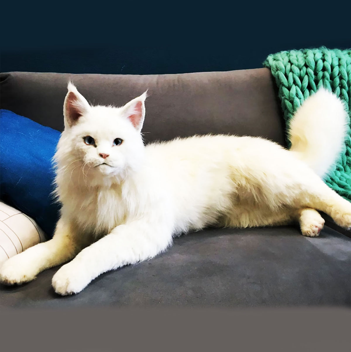 PLUSH Cat, Cat Stuffed Animal from Photos - Big Maine Coon Cat