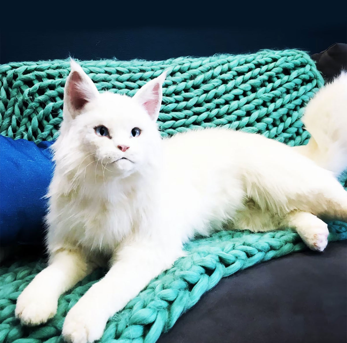 PLUSH Cat, Cat Stuffed Animal from Photos - Big Maine Coon Cat