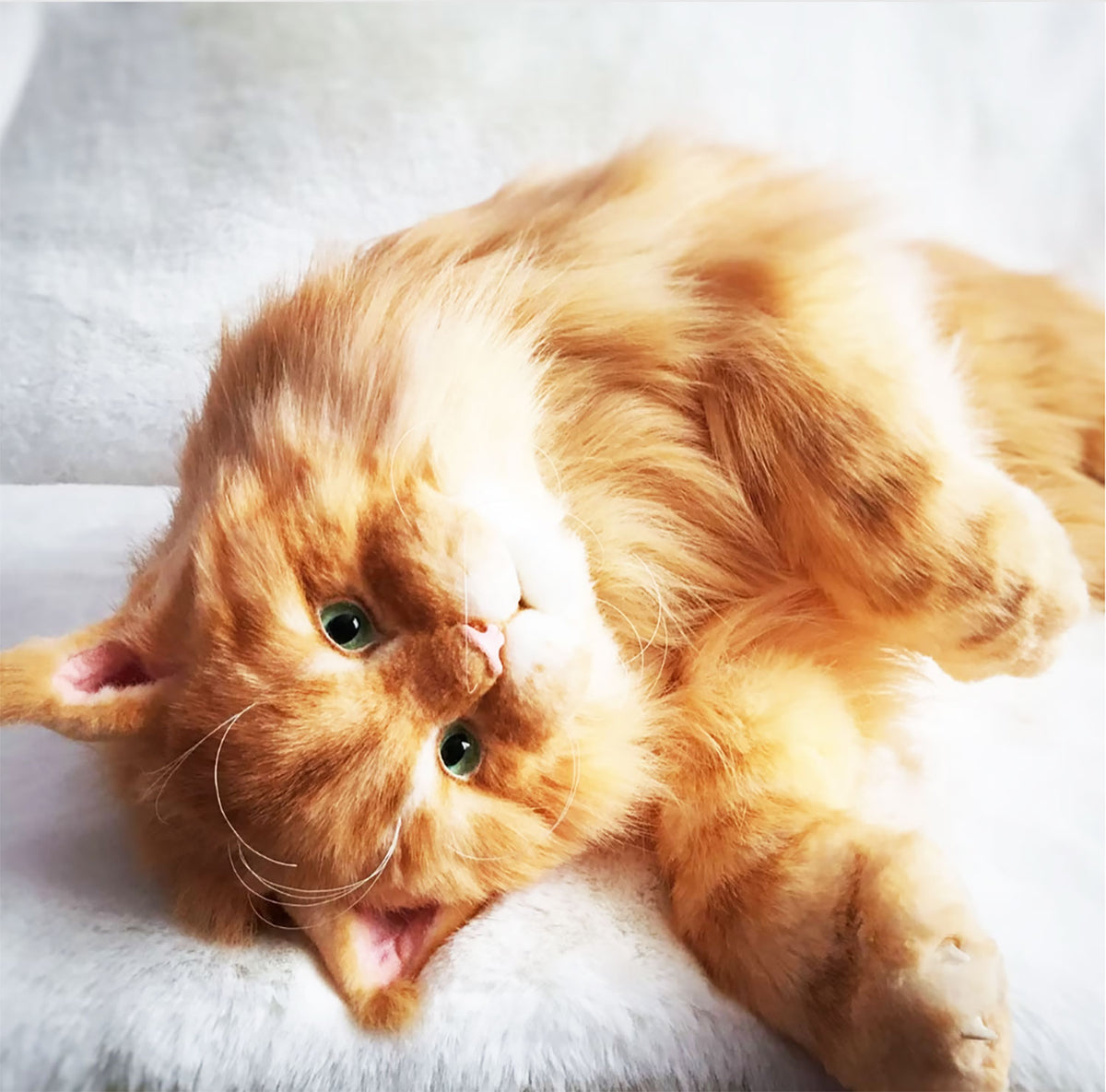 PLUSH Cat, Cat Stuffed Animal from Photos - Big Maine Coon Cat