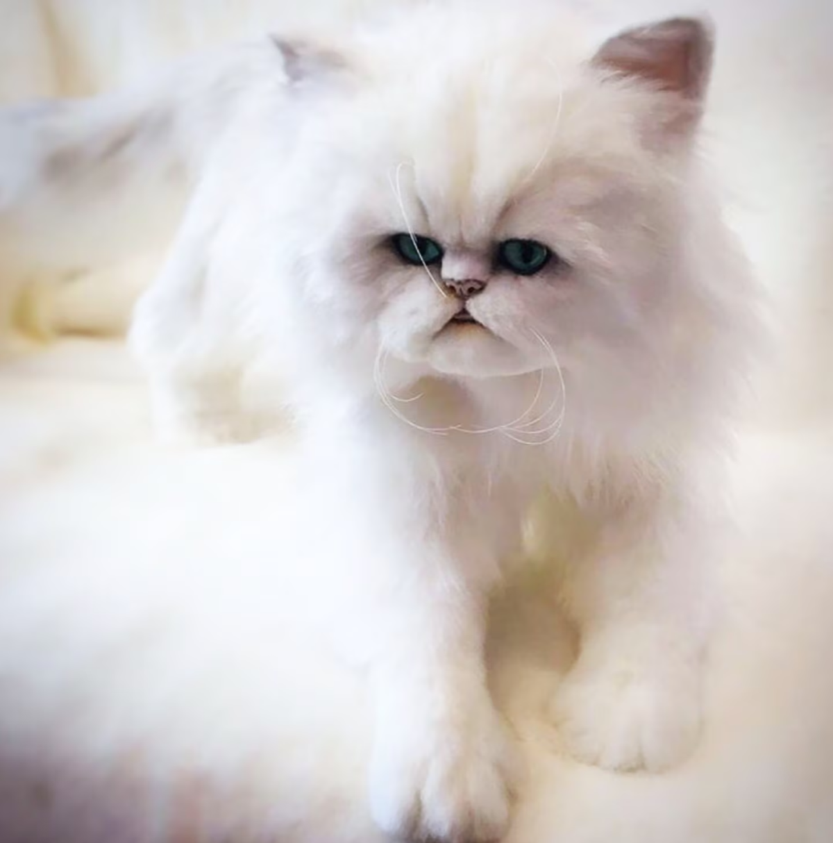 PLUSH Cat Cat Stuffed Animal from Photos Medium Persian Cat Pet Universe USA