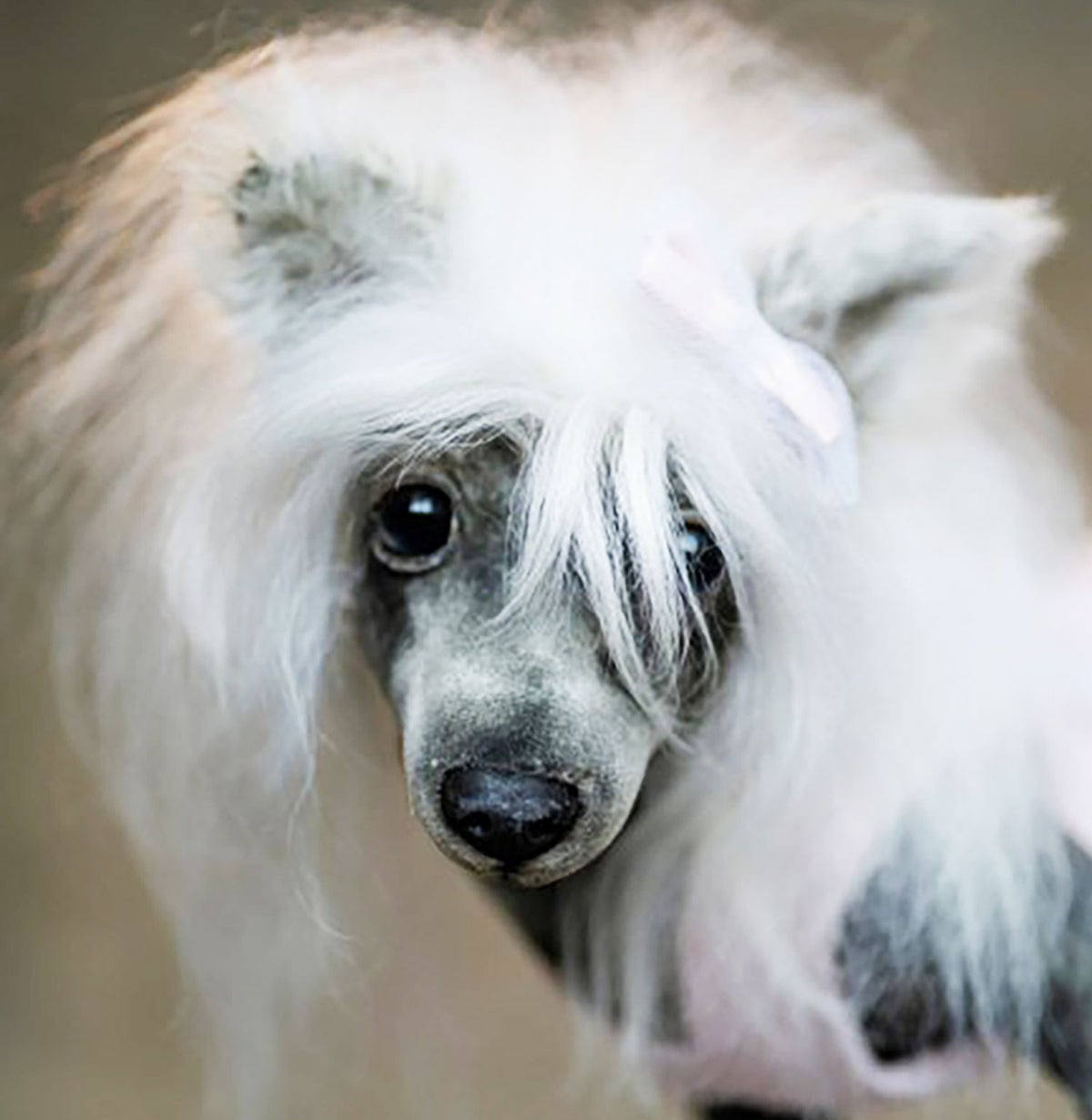 PLUSH Dog, Dog Stuffed Animal from Photos - Big Chinese Crested Dog