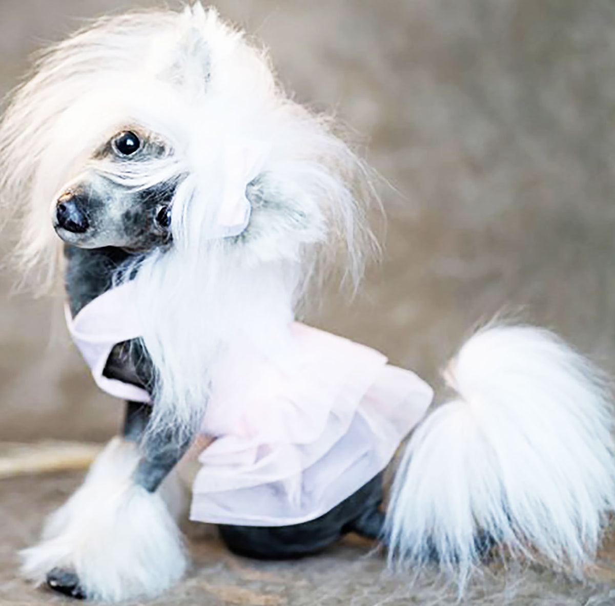 PLUSH Dog, Dog Stuffed Animal from Photos - Big Chinese Crested Dog