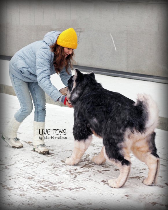PLUSH Dog, Dog Stuffed Animal from Photos - Big Life Like Alaskan Malamute Dog